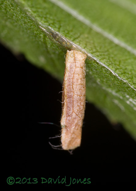 Larval leaf case under Birch leaf, 14 June 2013