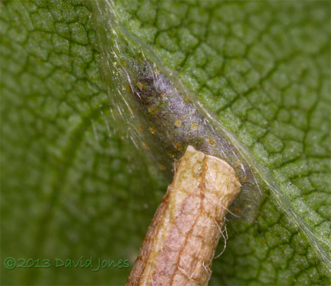 Larval leaf case under Birch leaf - close-up 2, 14 June 2013