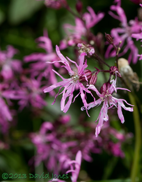 Ragged Robin in flower - 2, 15 June 2013