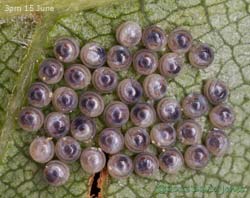 Insect eggs on leaf of Himalayan Birch, 3pm 15 June 2013