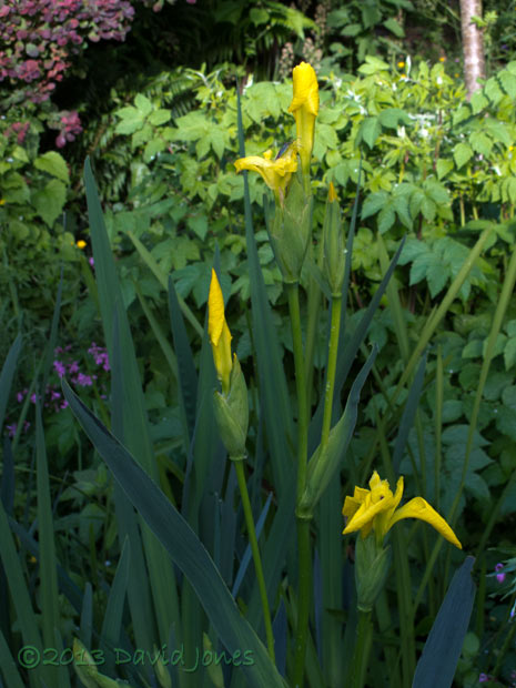 Flag Irises come into flower, 15 June 2013