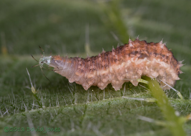Lacewing larva devours an aphid, 15 June 2013