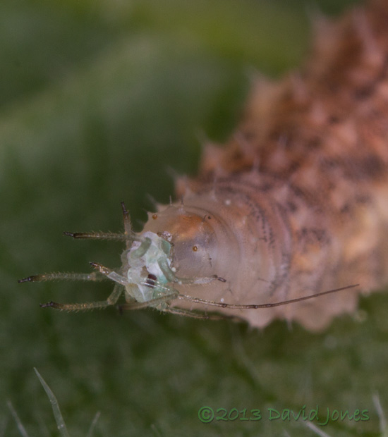 Lacewing larva devours an aphid - close-up of head, 15 June 2013