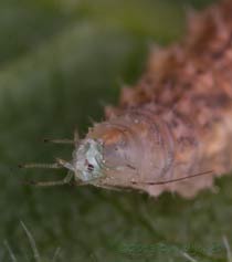 Lacewing larva devours an aphid - close-up of head, 15 June 2013