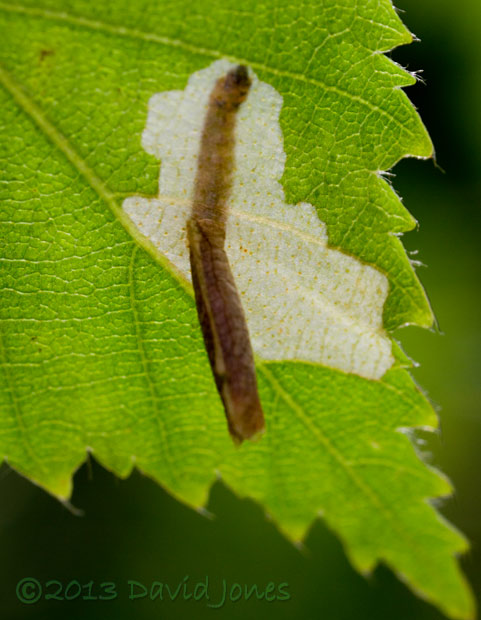 Larva feeding on internal leaf tissues - 1, 9am 15 June 2013