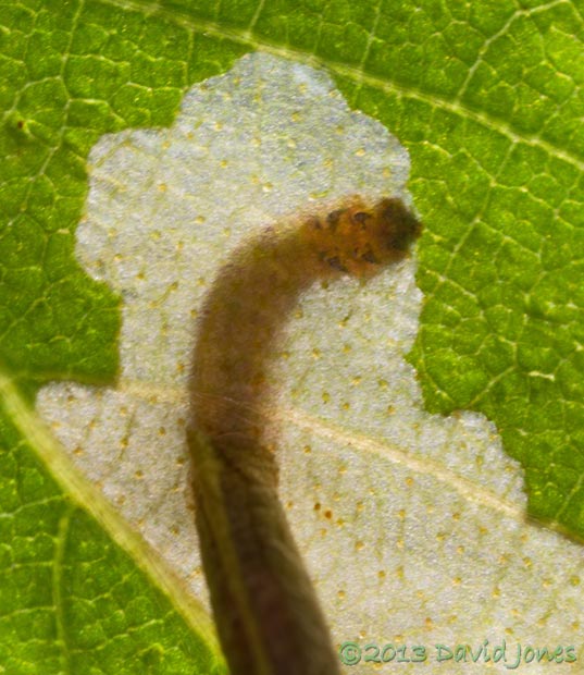 Close-up of larva in leaf with legs visible, 9am 15 June 2013