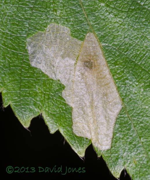 Larva feeing within leaf - view from above, 9am 15 June 2013