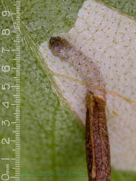 Larva continues to feed within Birch leaf - close-up, 6pm 15 June 2013