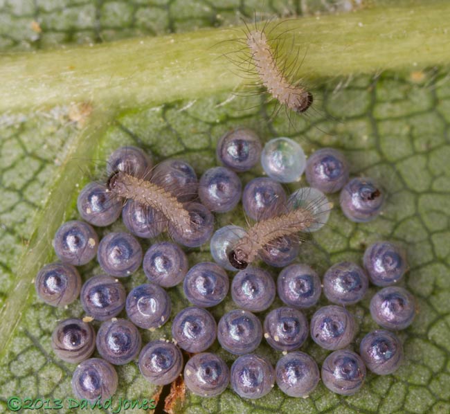 The first caterpillars emerge form eggs under Birch leaf, 3pm 16 June 2013