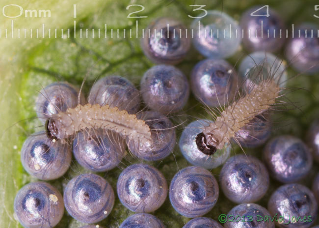 The first caterpillars emerge form eggs under Birch leaf - close-up, 3pm 16 June 2013