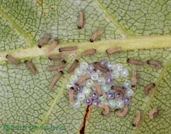 26 out of 39 caterpillar eggs hatched by 9pm, 16 June 2013