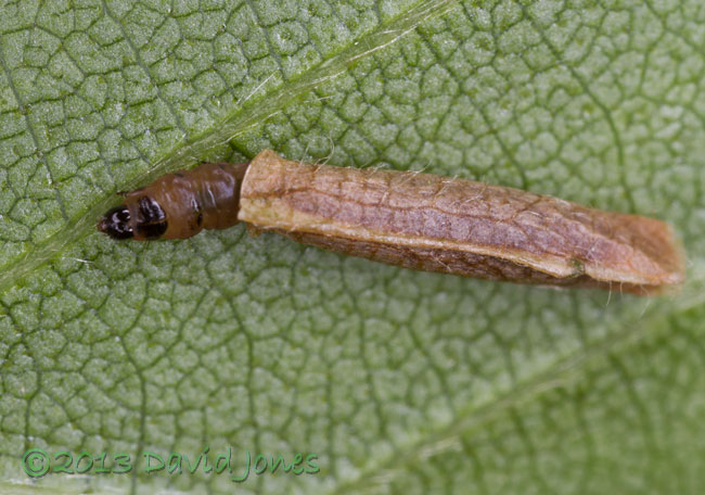 Larva on the move under Birch leaf, 7.30am 16 June 2013