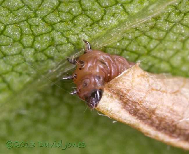 Larva on the move under Birch leaf - close-up, 7.30am 16 June 2013