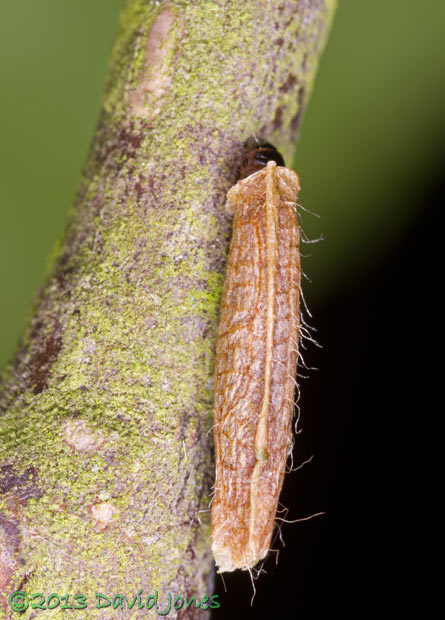 Larva moves up branch of the Birch tree, 7.50am 16 June 2013