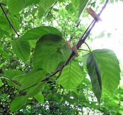 Leaf with caterpillars clipped to Birch tree, 17 June 2013