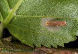 Larva attached to leaf, 7.30am 17 June 2013