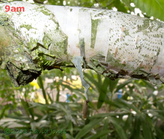 Insect larva hangs from strip of bark, 17 June 2013