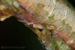 Insect larva resting(?) behind rolled bark on Himalayan Birch, 17 June 2013