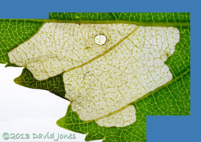 Area of leaf (Himalayan Birch) eaten by larva, 15 June 2013