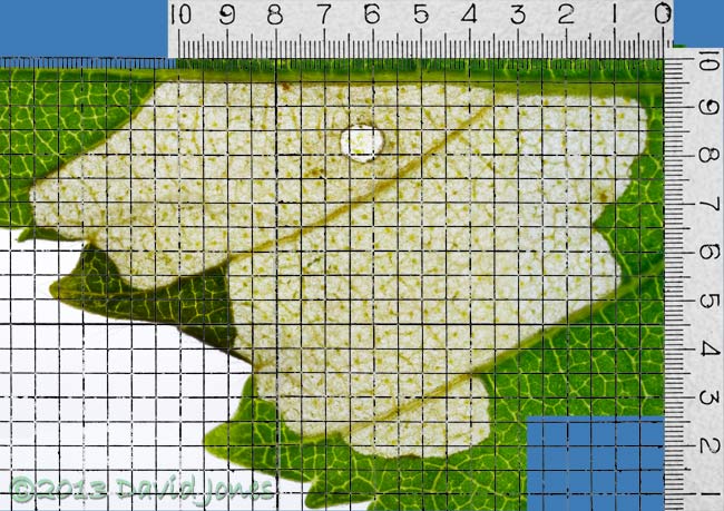 Area of leaf (Himalayan Birch) eaten by larva - grid added, 16 June 2013