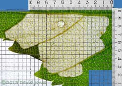 Area of leaf (Himalayan Birch) eaten by larva, 16 June 2013