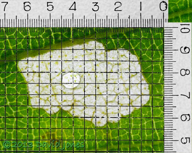 Area of leaf (Himalayan Birch) eaten by larva overnight - grid added, 16-17 June 2013