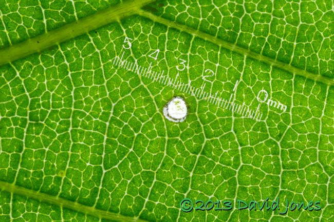 Hole cut into leaf (Himalayan Birch) while larva rested(?), 16 June 2013