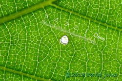 Hole cut into leaf (Himalayan Birch) while larva rested(?), 16 June 2013