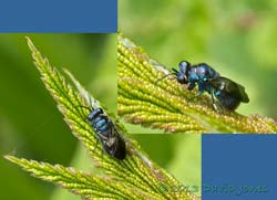 Cuckoo wasp, Trichrysis cyanea (?), 20 June 2013
