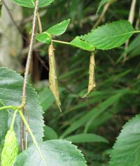 Pupal cases formed from leaf of Himalayan Birch, 18 June 2013