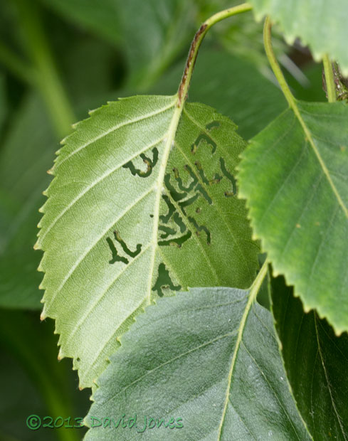 Young sawfly larvae feed on leaf of Himalayan Birch, 18 June 2013