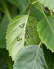 Young sawfly larvae feed on leaf of Himalayan Birch, 18 June 2013