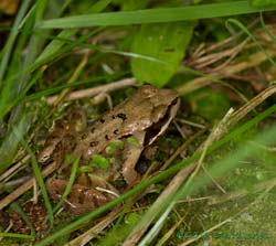 Juvenile frog, 20 June 2013