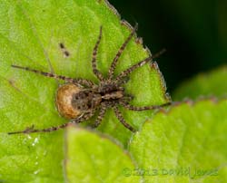 Wolf spider of the genus Pardosa, with egg case, 20 June 2013
