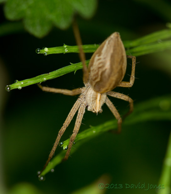 Nursery web spider (Pisaura mirabilis) - 2, 20 June 2013