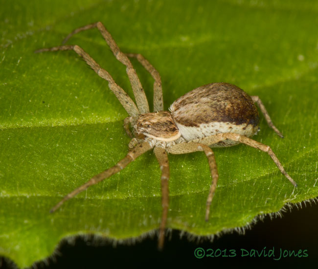 Philodromus cespitum (?), 20 June 2013