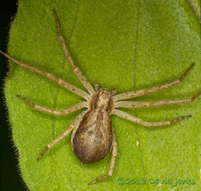 Philodromus cespitum (?) - 2, 20 June 2013