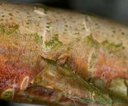 Unidentified larva/pupa under branch of Himalayan Birch, 23 June 2013