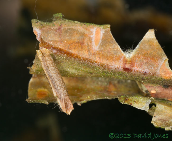 unidentified larva attached to bark of Himalayan Birch, 23 June 2013