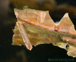 unidentified larva attached to bark of Himalayan Birch, 23 June 2013