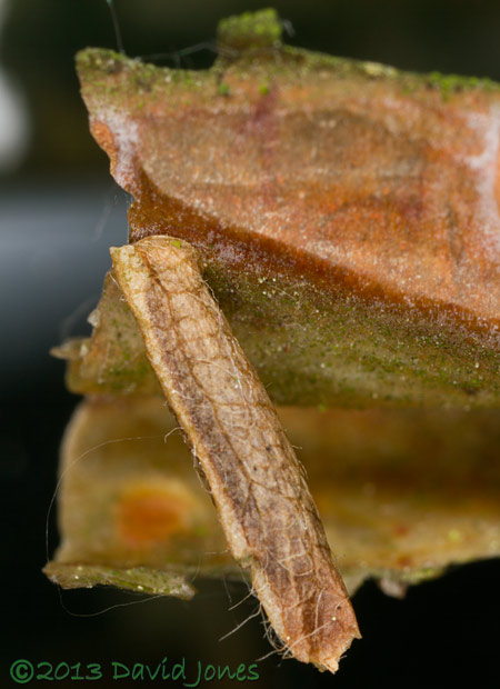 unidentified larva attached to bark of Himalayan Birch - close-up, 23 June 2013