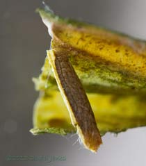 Unidentified larva/pupa under branch of Himalayan Birch, 27 June 2013