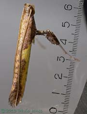 Micromoth (Caloptilia sp.), 27 June 2013