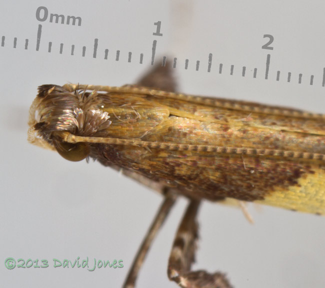 Micromoth (Caloptilia sp.) - close-up of head and thorax, 27 June 2013