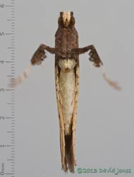 Micromoth (Caloptilia sp.) - ventral view, 27 June 2013