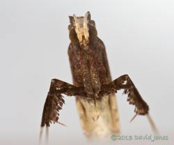 Micromoth (Caloptilia sp.) - ventral view of head and thorax, 27 June 2013