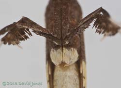 Micromoth (Caloptilia sp.) - ventral view showing coxae of hind legs, 27 June 2013