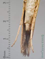 Micromoth (Caloptilia sp.) - ventral view of rear, 27 June 2013