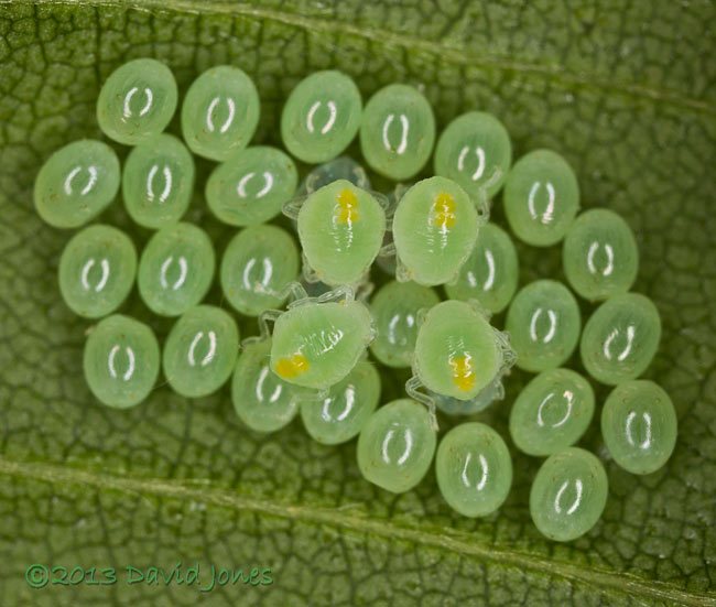 Insect eggs hatch out on Birch tree, 29 June 2013