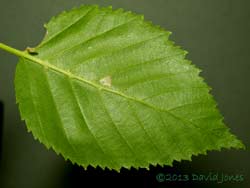 Birch leaf with first stage larval case of Coleophora serratella, 29 June 2013